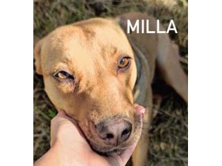 Milla