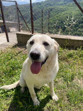 Splendida EDWIGE SIMIL LABRADOR CANE IN ADOZIONE - Foto 7