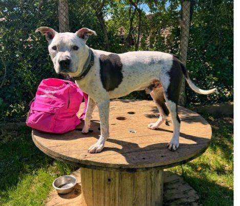 Pitbullino 12anni DOLCISSIMO in box soffre troppo!! GENOVA - Foto 3