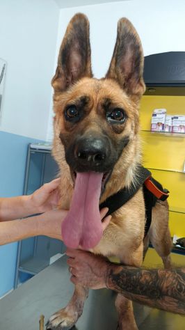 Pastore Tedesco 2anni e 1/2 scartata xchè CIECA E SORDA ma autonoma !! SICILIA - Foto 7