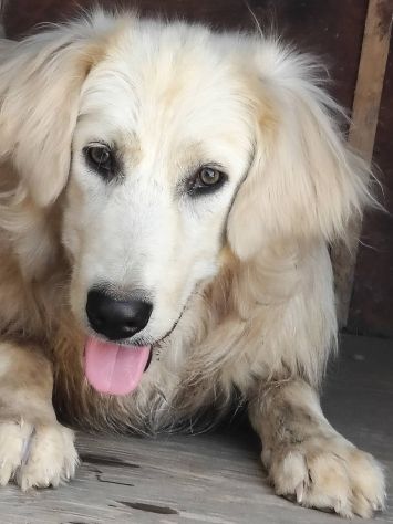 Musa ❤️🐾 - Foto 4