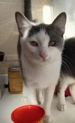 Piuma, micia molto dolce e sofficissima - Foto 2