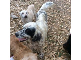 IGOR, stupendo setter