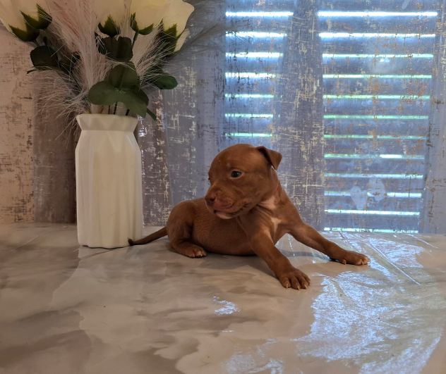 Meravigliosi cuccioli di Pitbull - Foto 3
