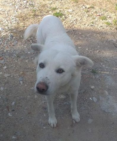 BIAGIO 3-4anni bravo! In canile senza colpa...Termini Imerese