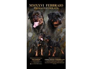 Cuccioli Rottweiler con pedigree