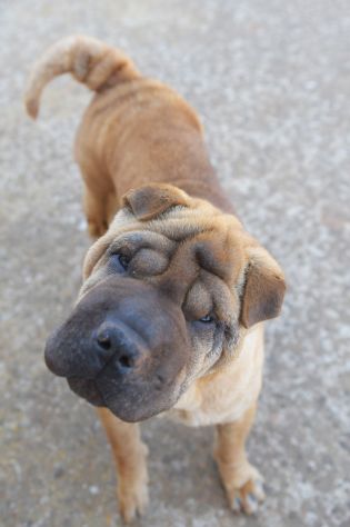 Adotta Anita dal canile , simil Shar pei - Foto 2