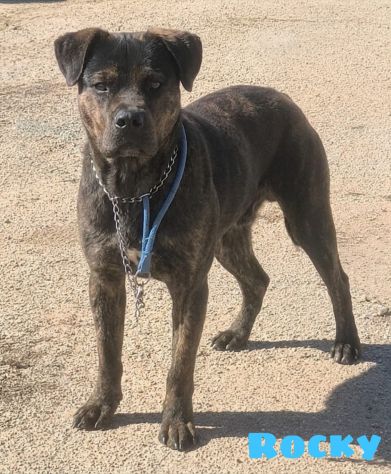 ROCKY giovane Rottweiler cerca urgentemente casa.. apri il suo box salvalo! - Foto 9