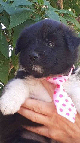 Nausette cucciola - Foto 3