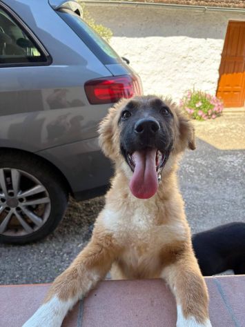 Tonino cucciolo - Foto 5