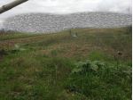 Terreno agricolo in vendita a Vicopisano 2000 mq  Rif: 1352016
