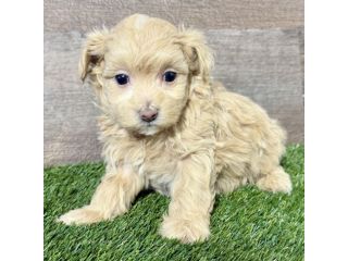 Cuccioli di Maltipoo