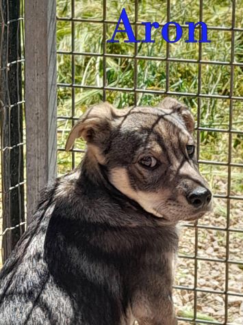 Aron e Jago cuccioli dolcissimi in adozione