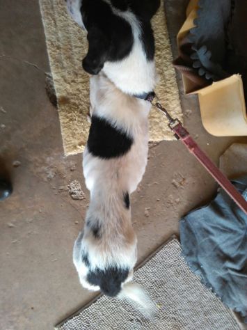 NINO, cagnolino coccolone - Foto 3