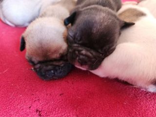 Bulldog francese