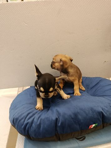 Cuccioli di cane varie razze e grattini scottish straight e fold - Foto 5