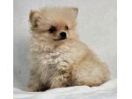 Cuccioli di Pomerania taglia piccola