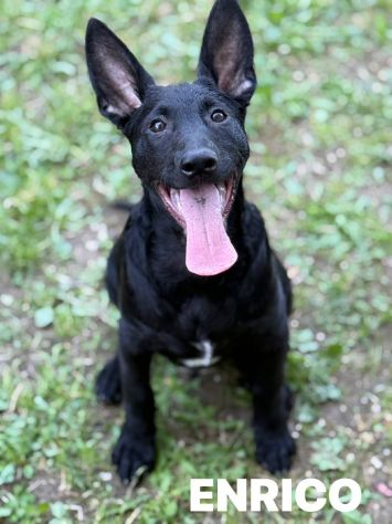8 LUPACCHIOTTI cuccioli, super simpatici! - Foto 4