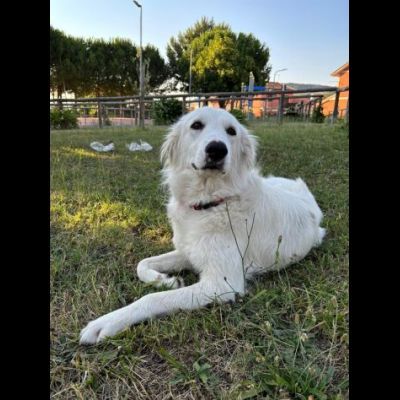 NEVE MERAVIGLIOSA CAGNOLINA IN ADOZIONE