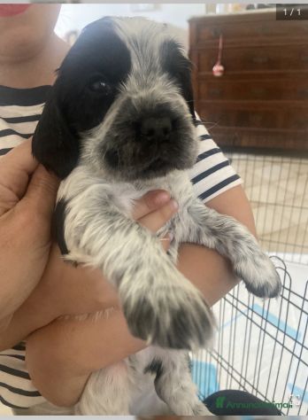 Cuccioli cocker spaniel - Foto 2
