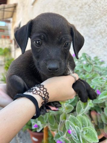 Gennarino cucciolo taglia piccola - Foto 3