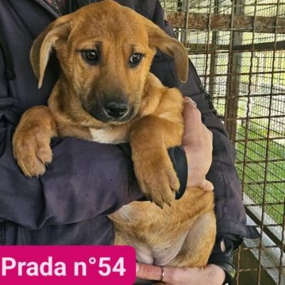 PAZZY E I SUOI CUCCIOLI IN ADOZIONE - Foto 4
