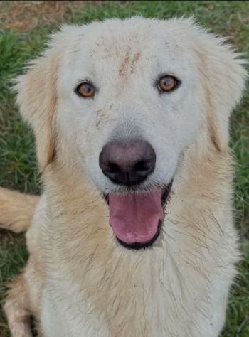 NINFA, meravigliosa tenerezza, cagnolina in adozione, tg media. - Foto 10