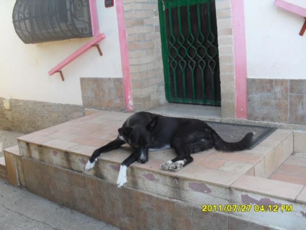 CODINA, dolcissima cagnolina in cerca d'amore - Foto 3