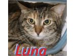 Luna, gattina tigrata (metà 2024)