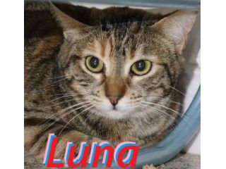 Luna, gattina tigrata (metà 2024)