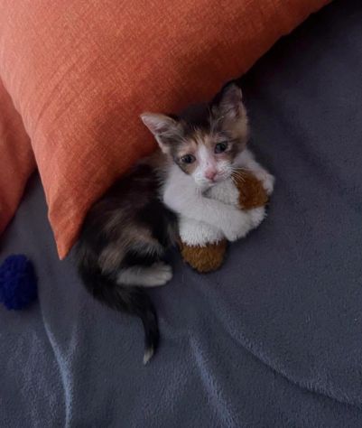 STELLINA, dolcissima micina in adozione! - Foto 6