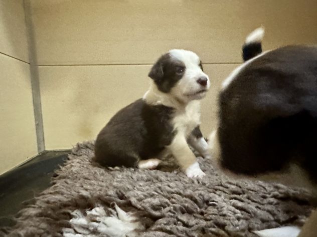 Vendesi Border collie di alta genealogia - Foto 4