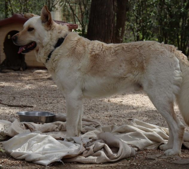 Rocky, cagnolone bianco, taglia media! - Foto 4