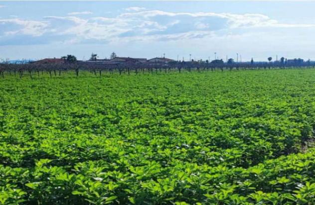 Immobile in asta di 3790 m² in vendita a Capaccio Paestum - Foto 5