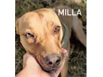 Milla