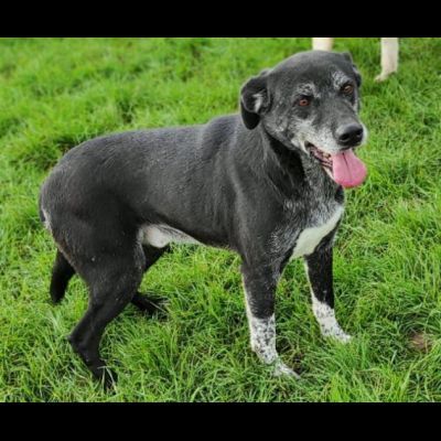 TIMIDO E PACATO CAGNOLINO IN ADOZIONE - Foto 7