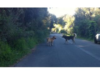 GOFFREDO E GUSTAVO, due anime in cerca di casa