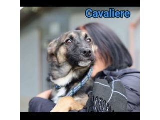 LORICA E CAVALIERE CUCCIOLI IN ADOZIONE