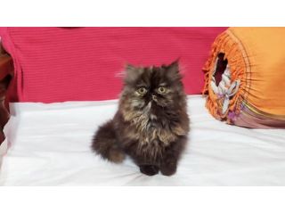 Cuccioli di Persiano