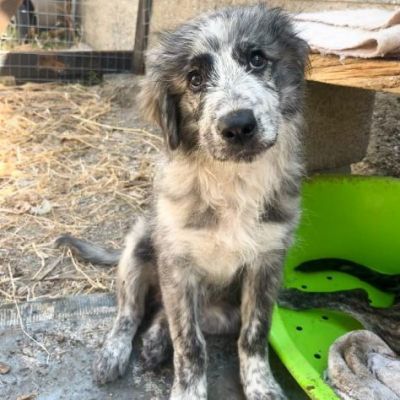 ERIN MERAVIGLIOSA CUCCIOLA IN ADOZIONE - Foto 5