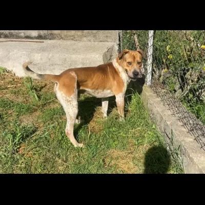 CASPER TRASFERITO E DIMENTICATO; CANE IN ADOZIONE - Foto 4