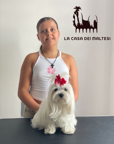 Cuccioli di Maltese con Pedigree ENCI – La Casa dei Maltesi (Cuneo) - Foto 6