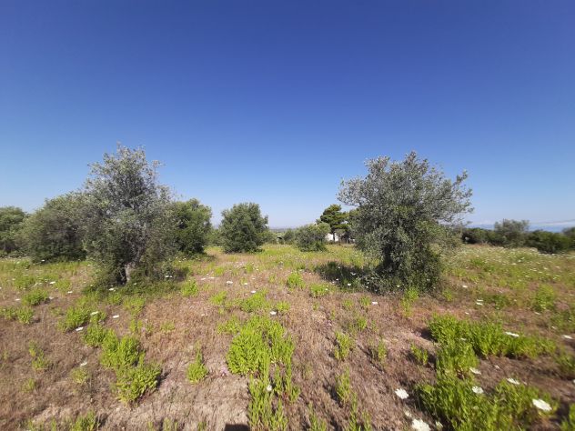 OLIVETO PAINEGGIANTE E VISTA MARE - Foto 9