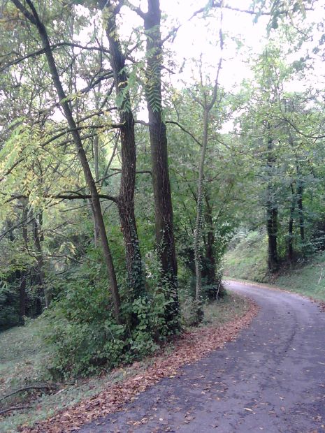 VENDESI PIANTE PER LEGNA DA ARDERE