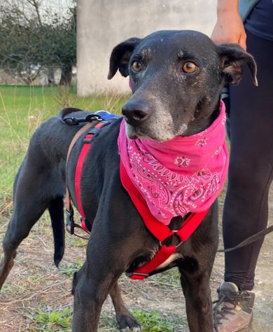 Niura da cucciola vive in canile - Foto 2