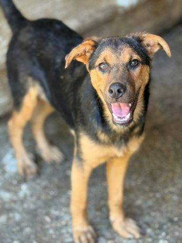DARIUS, cucciolo mix PASTORINO dall'anima gentile. - Foto 3