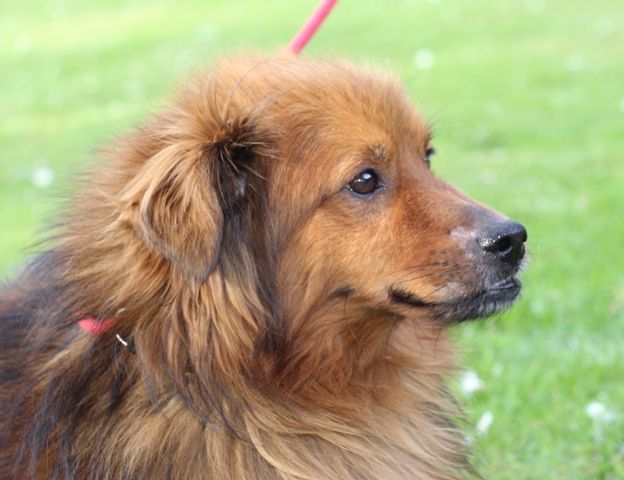 MUSETTO, tenero cagnolino - Foto 6