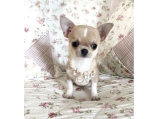 CHIHUAHUA TOY cuccioli bicolore - cuccioli selezionati