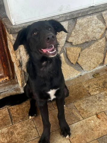 Brunello cucciolo - Foto 4