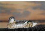 Antichi richiami stampi anatre